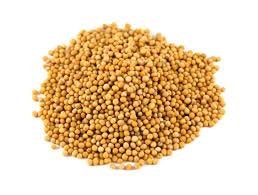 Organic Yellow Mustard Seed . 1 Pound