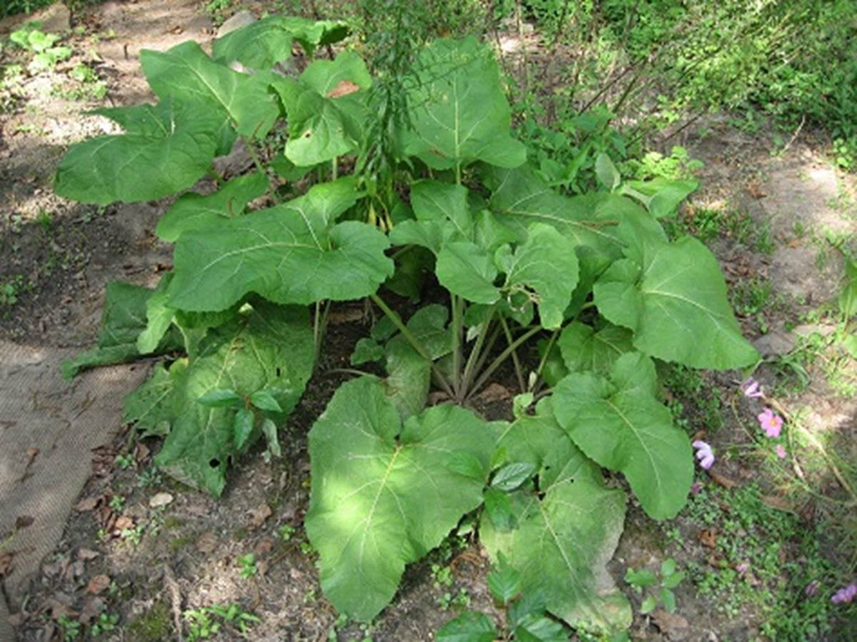 Organic Burdock Root.