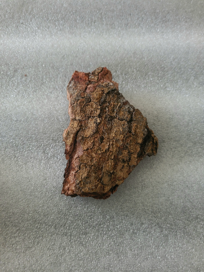 EPO OBO, Authentic Anti witchcraft Bark powder. Ficus Platyphylla