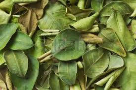 Organic Kaffir Lime Leaves.