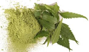 Organic Pure Neem Leaf (Powder) Azadirachta Indica