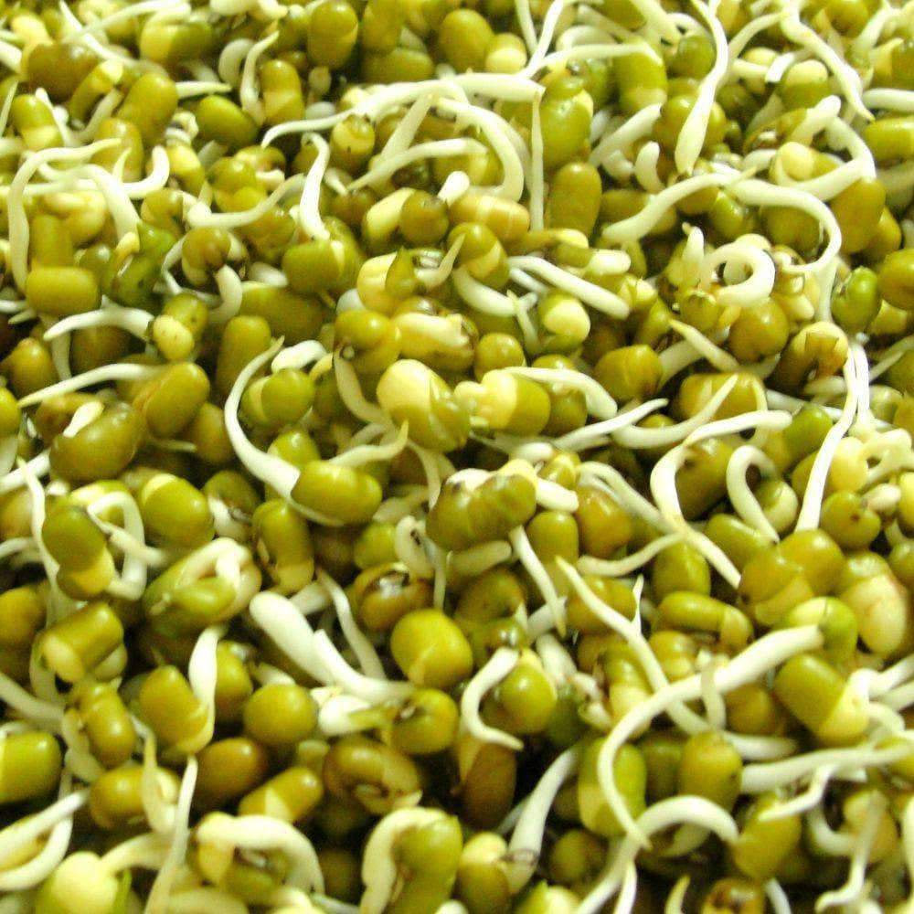 Organic Mung Beans, Moong Beans, Maash, Green Gram,Sprouting Seed.