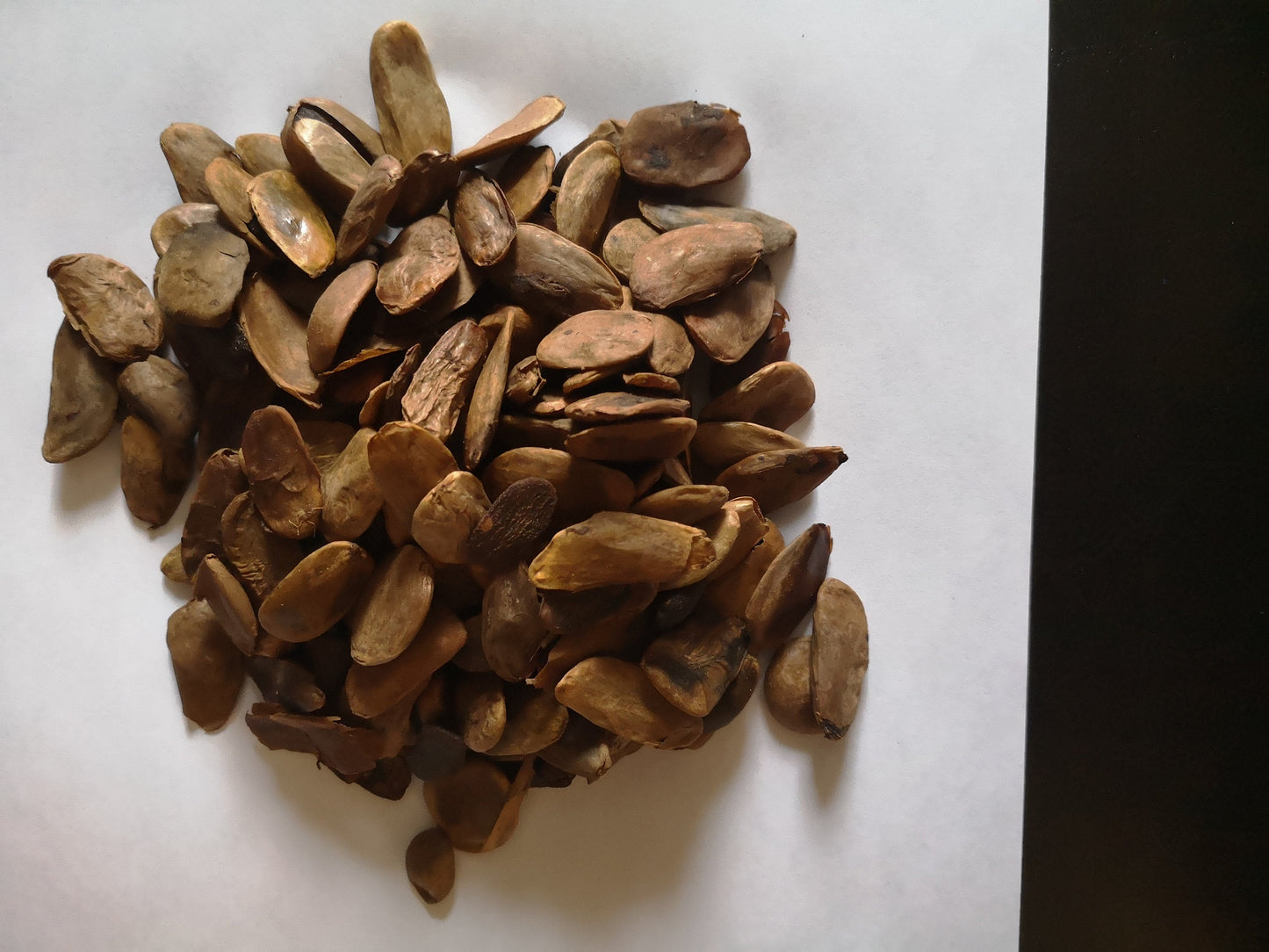 Organic Akuamma seed. Abeere, (Picralima Nitida)